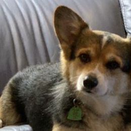 Pembroke Welsh Corgis from Felice Foster
