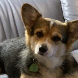 Pembroke Welsh Corgis from Felice Foster