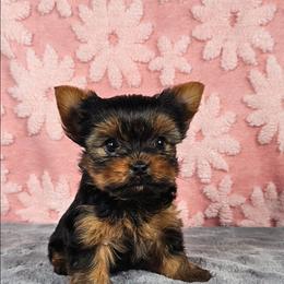 Pup 1 - Black and gold female Yorkshire Terrier puppy in Polk City, Florida from Yorkies by Casey