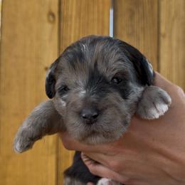 Star - Merle female Bernedoodle puppy in Fallon, Nevada from Wild Roots Doodles