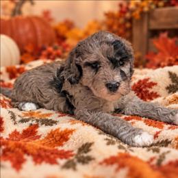 Toffee - Merle female Goldendoodle puppy in Pittsburg, Texas from Grace Springs Goldendoodles