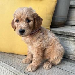 Pink - Apricot female Goldendoodle puppy in Seguin, Texas from Dude Ranch Doodles