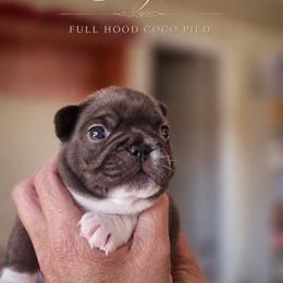 French Bulldog Puppies from Scherners Frenchie Frenz