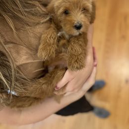 Goldendoodle Puppies from J+A Family Doodles