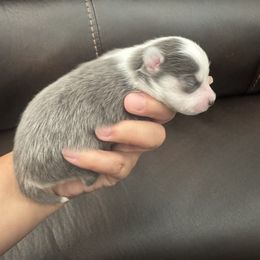 Pomsky Puppies from Royal Pomskies