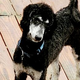 Remi - Poodle