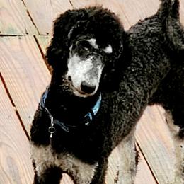 Remi - Poodle