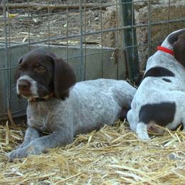 German Wirehaired Pointer Puppies from Idawire GWPs
