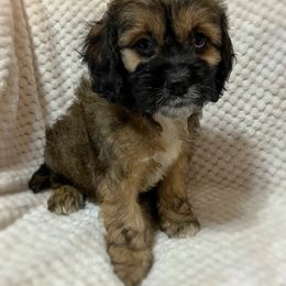Cockapoo and Schnoodle Puppies from Bri & Dar’s Beloved Doodles