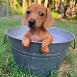 Girl 1 - Red female Dachshund puppy in Crossville, Tennessee from Golden Mini Farm