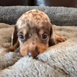 Lillypad - Dapple female Dachshund puppy in Rancho Cucamonga, California from Empire's Dachshunds