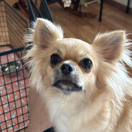 Saxa - Chihuahua