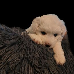 Nanuk - White male Havapoo puppy in North Carolina from Faithful Hearts Kennel