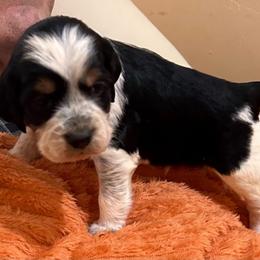 Boy 5 - Tri-Roan male English Springer Spaniel puppy in Sonora, California from Sonora Hills ESS