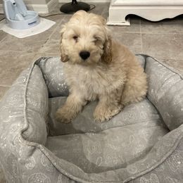 Cockapoo Puppies from Misha’s Miracles