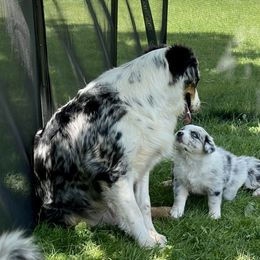 Australian Shepherd Puppies from Bedtime Story Australian Shepherds