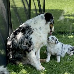 Australian Shepherd Puppies from Bedtime Story Australian Shepherds