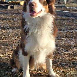 Peanut - Australian Shepherd