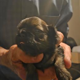 Boy 1 - Brindle male Shih Tzu puppy in Norris City, Illinois from Dainty and Darling Shih Tzu