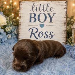 Ross - Red & white male Miniature Australian Shepherd puppy in Lubbock, Texas from Baby Storm Kennels