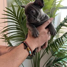 French Bulldog Puppies from Pardon My Frenchiez Kennels