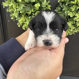 Yellow Girl - Parti female Miniature Schnauzer puppy in Oneonta, Alabama from Murphree Valley Kennels