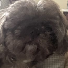 Coco - Shih Tzu