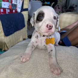 Dalmatian Puppies from Soflo Dalmatians