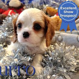 Churro - Blenheim male Cavalier King Charles Spaniel puppy in Rockville, Maryland from Skais the Limit Cavaliers