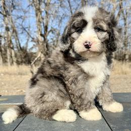 Bluey - Blue merle female Bernedoodle puppy in Sioux Falls, South Dakota from WhiskeyCreek Doodles