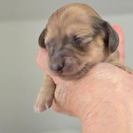 LEA - Chocolate and tan female Dachshund puppy in Nine Mile Falls, Washington from River Run Doxies