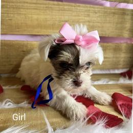 Yorkshire Terrier Puppies from Kruz Kennels