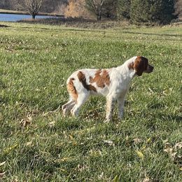 Boy 1 - Orange and white French Brittany puppy in Port Byron, Illinois from Bent River Bretons