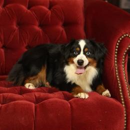 Belle - Toy Australian Shepherd