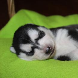 Pink - Black and white female Siberian Husky puppy in Le Sueur, Minnesota from Tevana Siberians LLC