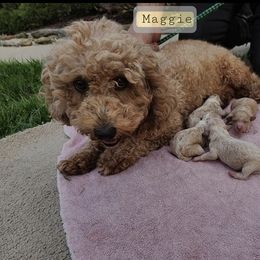 Maggie - Goldendoodle