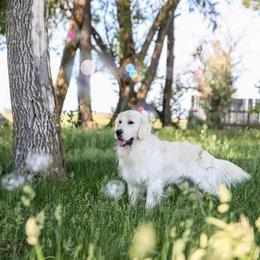 Bear - Golden Retriever