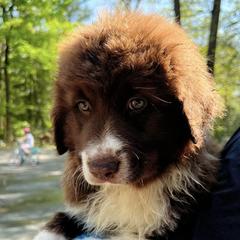 Karakachans from Owls Head Farm