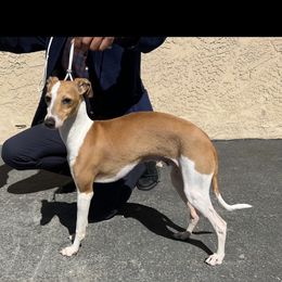 Hilo - Italian Greyhound