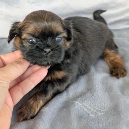 Daisy - Red and tan female Shih Tzu puppy in Waynesboro, Pennsylvania from Big Win Shih Tzus