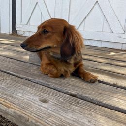 Matilda - Dachshund