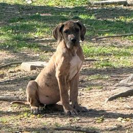 Betty Boop - Fawn female Great Dane puppy in Jerusalem, Arkansas from Mara Danes