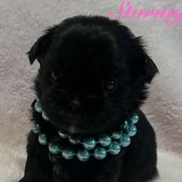 Stormy - Black female Shih Tzu puppy in Hemet, California from Aloha Shih Tzu