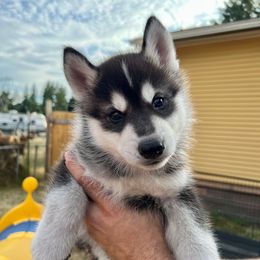 Lincoln - Black and white male Siberian Husky puppy in Yelm, Washington from KPM Siberians