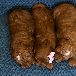 Bernedoodle and Cavapoo Puppies from Little Diamond Doodles