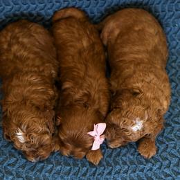 Bernedoodle and Cavapoo Puppies from Little Diamond Doodles