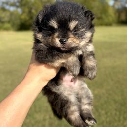 Pomeranian puppies from Summer Set Poms
