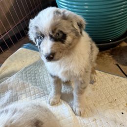 Gilligan - Blue merle male Australian Shepherd puppy in Brownfield, Maine from Misty Feather Aussies