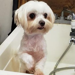 Blizzard - Maltese