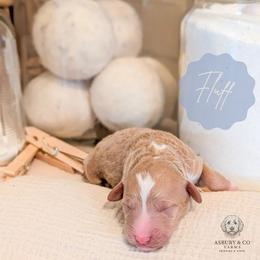 Puppy Pick 6 - Red  female Goldendoodle puppy in Whitesburg, Georgia from Asbury & Co Farms